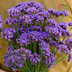 K89. Dienvidamerikas verbena - Vanity