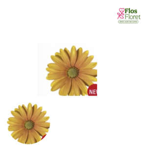 M6. Akmeņsēkle - FlowerPower Summer Sun