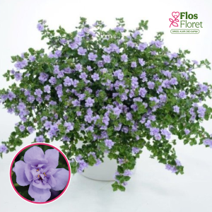 O41. Bakopa - Baristo Double Lavender