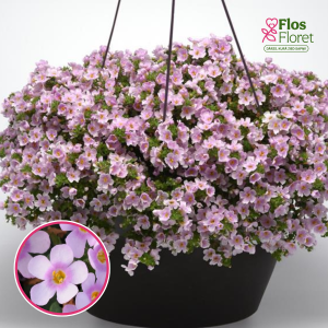 O44. Bakopa - MegaCopa Pink Impr.