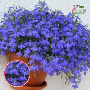 O52. Lobēlija - Laura Basket (Power) Dark Blue