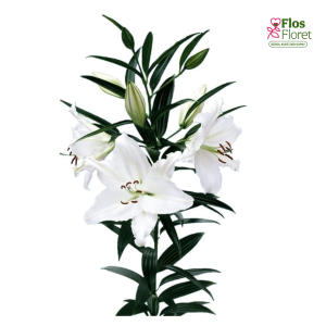 83A. - Lilija - OR CRYSTAL BLANCA