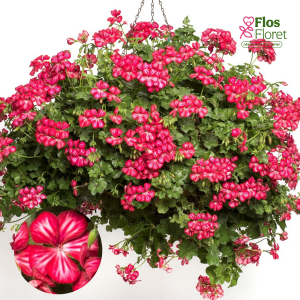 D85. Vairogveida pelargonija - Happy Face Dark Red Mex