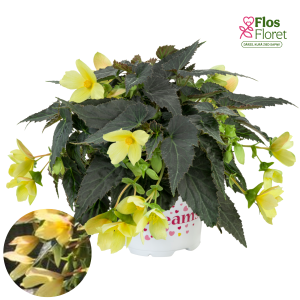 C10. Begonija - Beauvilia Yellow