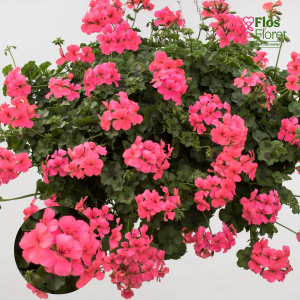 D86. Vairogveida pelargonija - Happy Face Pink