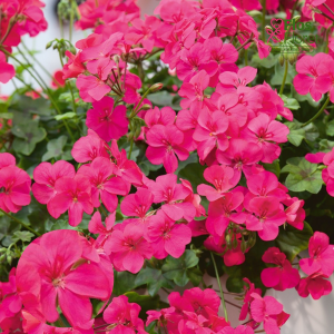 D87. Vairogveida pelargonija - Happy Face Purple