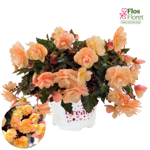 C12. Begonija - Fragrant Falls Peach