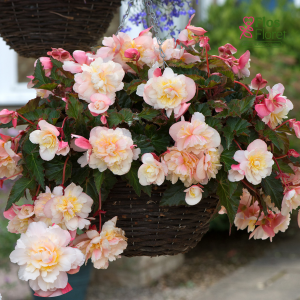 C13. Begonija - SweetSpice Appleblossom 