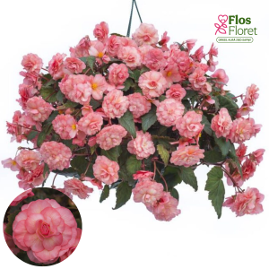C14. Begonija - SweetSpice English Rose