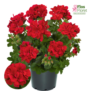 D90. Vairogveida pelargonija - Infinity Early Fireball 2020