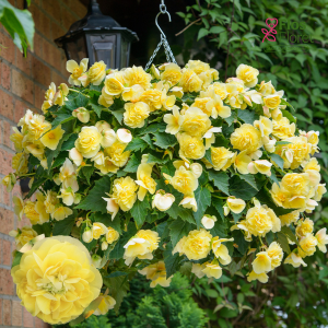 C15. Begonija - SweetSpice Yellow