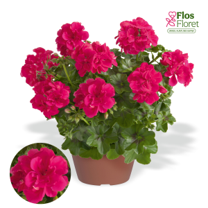 D91. Vairogveida pelargonija - Infinity Hot Pink