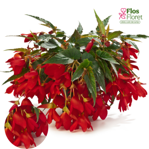 C17. Begonija - Waterfall Encanto Red