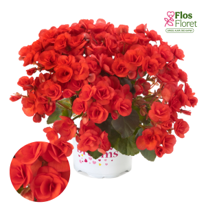 C87. Begonija, solēnija - Ilona Collection Veronica