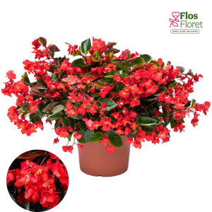 C18. Begonija - Viking Explorer Red On Green