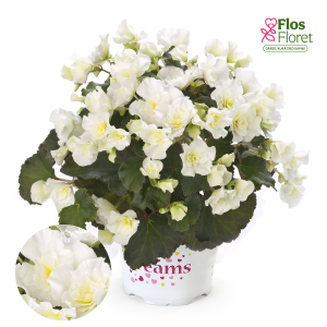 C71. Begonija, solēnija - BK Collection Glory White