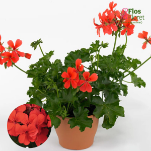 D76. Vairogveida pelargonija - Grand Idols Orange