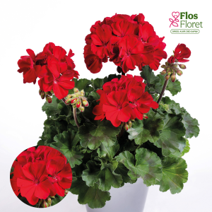 E78. Joslu pelargonija - TWOinONE Ruby Red