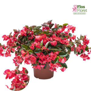 C19. Begonija - Viking Explorer Rose On Green