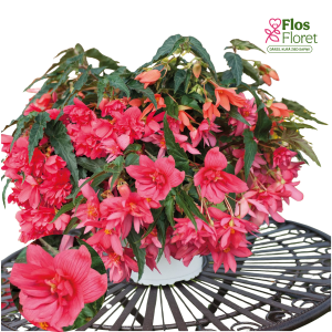 C20. Begonija - Funky Pink