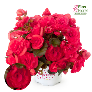 C90. Begonija, solēnija - Solenia Dark Pink