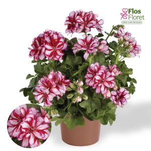 D96. Vairogveida pelargonija - Mexicans Classic