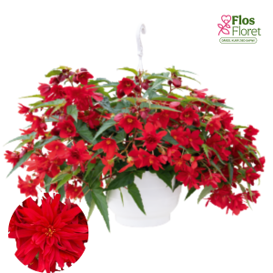 C21. Begonija - Funky Scarlet