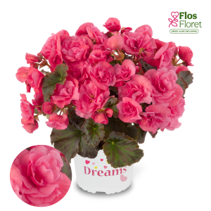 C91. Begonija, solēnija - Solenia Light Pink