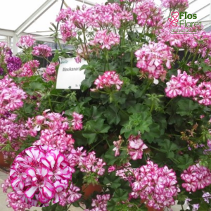 D98. Vairogveida pelargonija - Mexikanerin