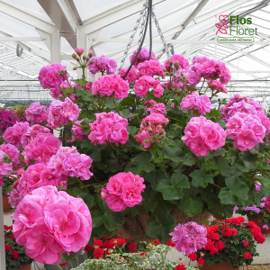 D99. Vairogveida pelargonija - Pink Sybil