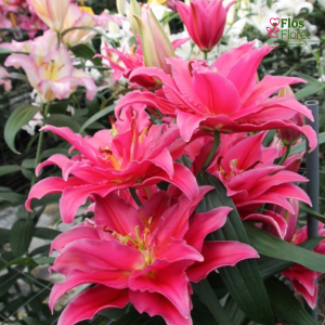 8A. - Lilija - OR Grand Amour