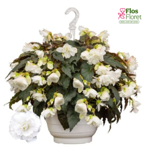 C23. Begonija - Nonstop Joy Mocca White