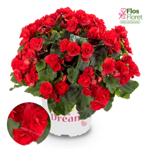 C94. Begonija, solēnija - Solenia Scarlet