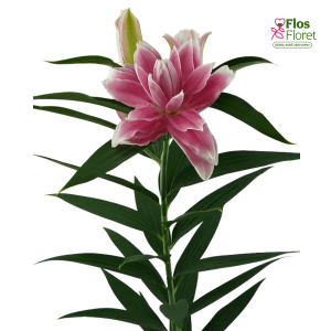 10A. - Lilija - OR Milano