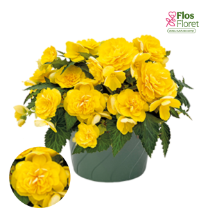 C25. Begonija - Nonstop Joy Yellow
