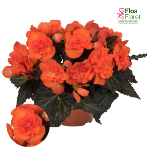 C26. Begonija - Begonia hybrida I'CONIA Portofino Dark Orange