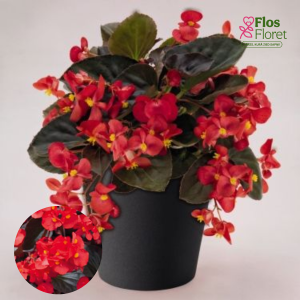 C96. Begonija, augstā ledene - Big Deluxxe Red Bronze Leaf