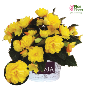 C27. Begonija - Begonia hybrida I'CONIA Portofino Yellow