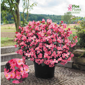 C97. Begonija, augstā ledene - Big Deluxxe Rose Bronze Leaf