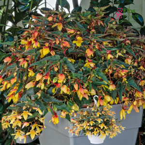 C1. Begonija - Groovy Mellow Yellow