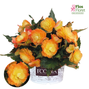 C29. Begonija - Begonia hybrida I´CONIA Portofino Citrix