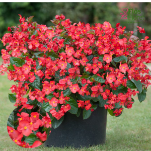 C99. Begonija, augstā ledene - BIG Red Green Leaf