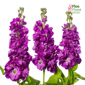 E6. Parastā Lefkoja - Centum Deep Blue