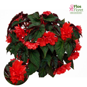 C30. Begonija - Begonia hybrida Summerwings Double Red