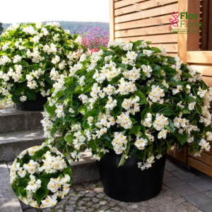 C100. Begonija, augstā ledene - BIG White Green Leaf