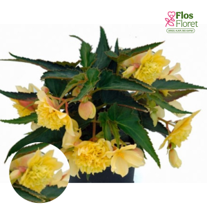 C31. Begonija - Begonia tuberhybrida Belleconia Citrus