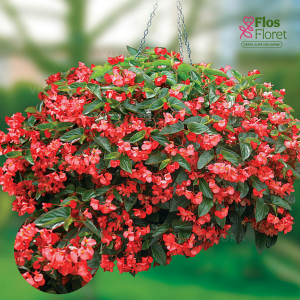 D1. Begonija, augstā ledene - Dragon Wing Red