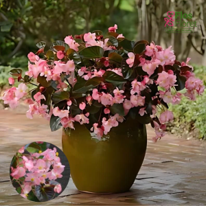 D2. Begonija, augstā ledene - Megawatt Pink Bronze Leaf