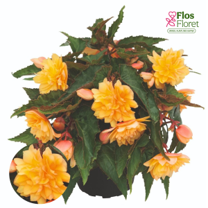 C33. Begonija - Begonia tuberhybrida Belleconia Mango
