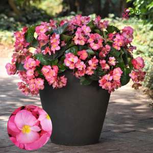 D3. Begonija, augstā ledene - Megawatt Pink Green Leaf